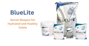 BlueLite - Secret Weapon for Hydrated and Healthy Cattle